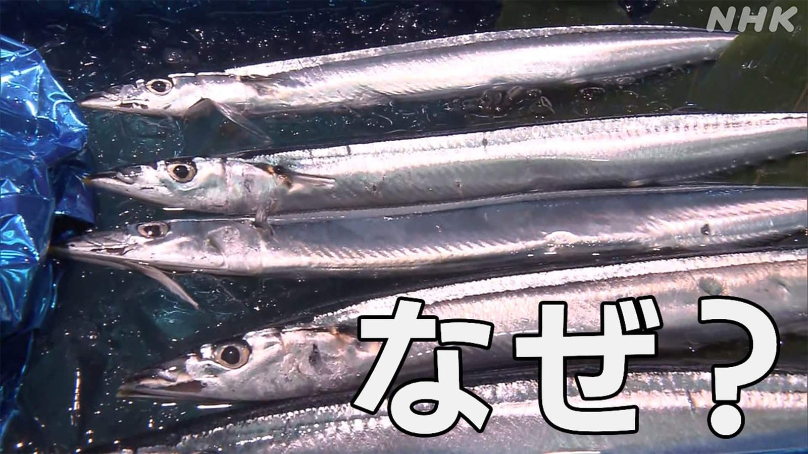 不漁のさんまでもにぎわう「根室さんま祭り」 つかみ取りに長い行列 北海道 - 画像3