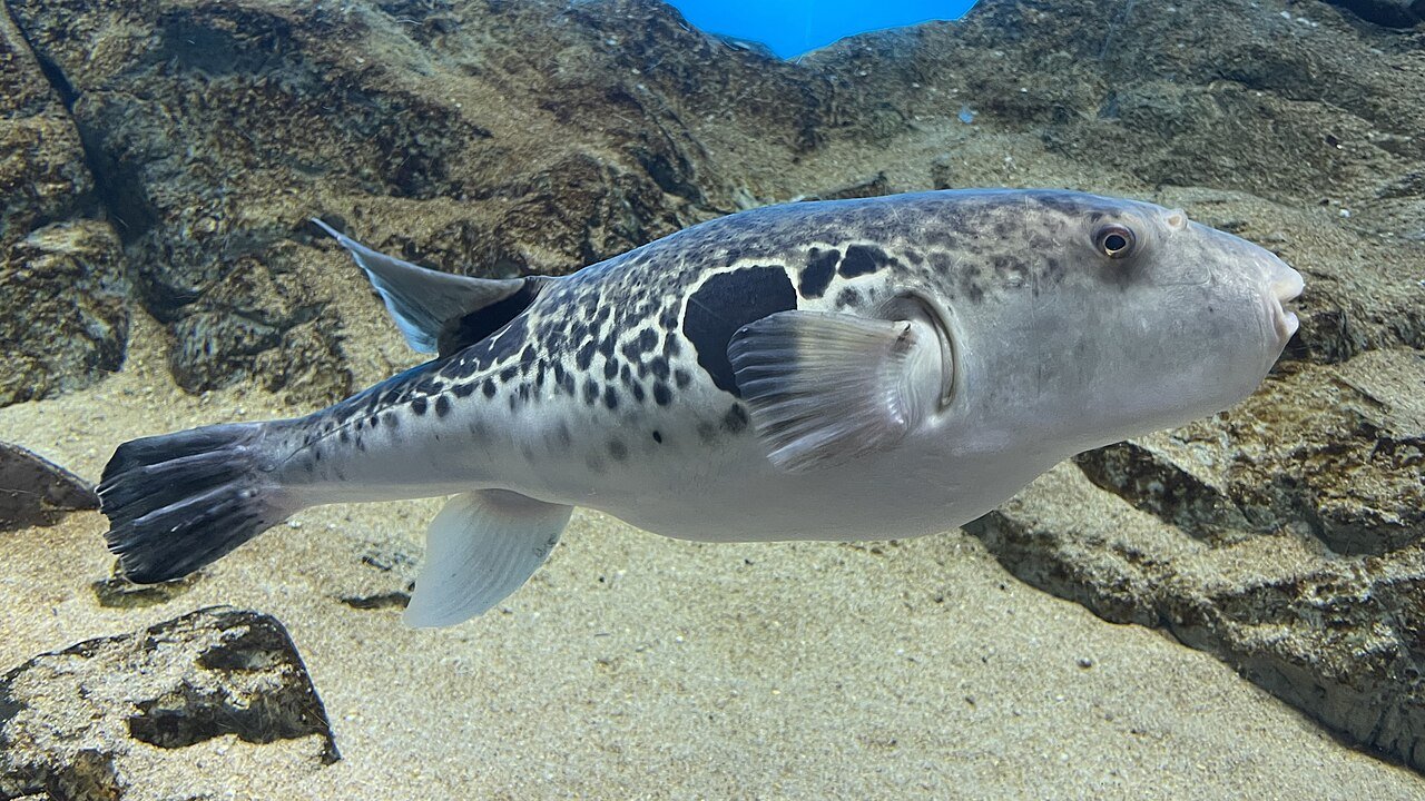北海道でマフグの漁獲量が増加 海水温上昇で「新名物」として観光客に人気に - 画像2