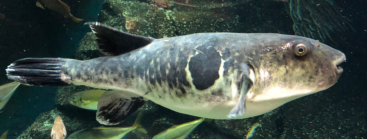 北海道でマフグの漁獲量が増加 海水温上昇で「新名物」として観光客に人気に - 画像3