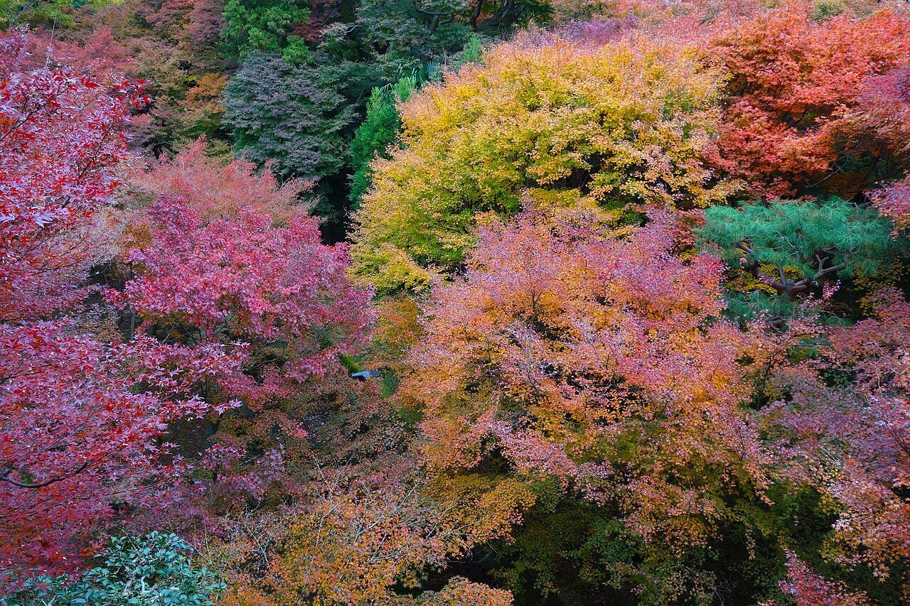 紅葉シーズン到来 京都の名所で見頃始まる 訪日客の予約が殺到