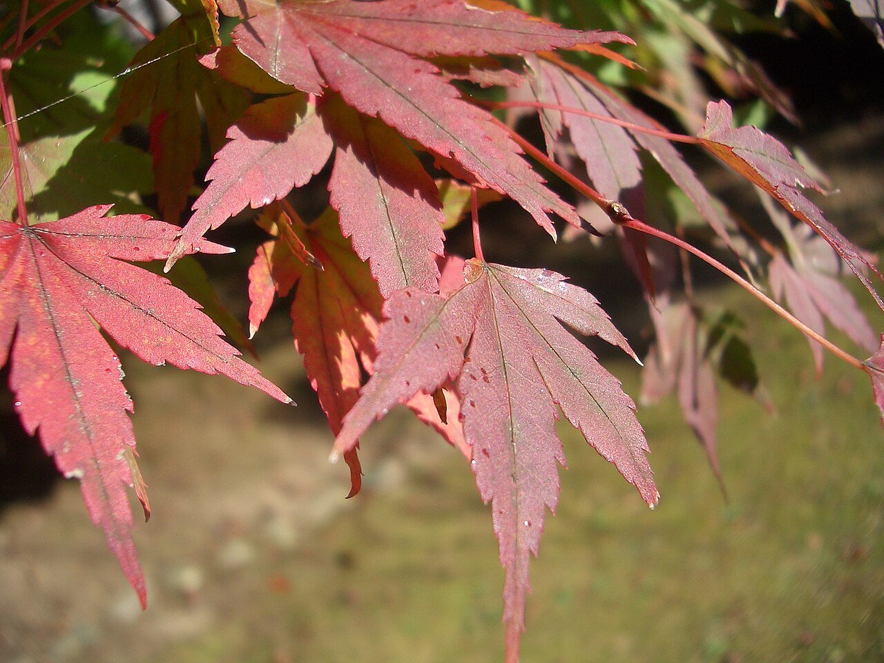 紅葉シーズン本格化 全国の観光地で混雑対策や楽しみ方の工夫が広がる - image 2